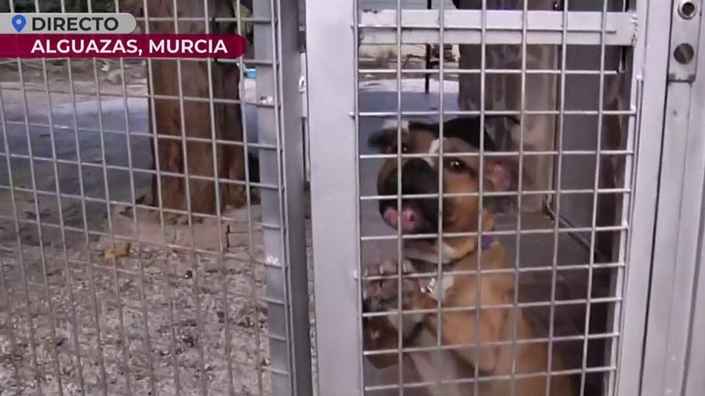Muere una anciana de 95 años por el ataque de dos perros en Murcia: Los animales no tenían los papeles en regla
