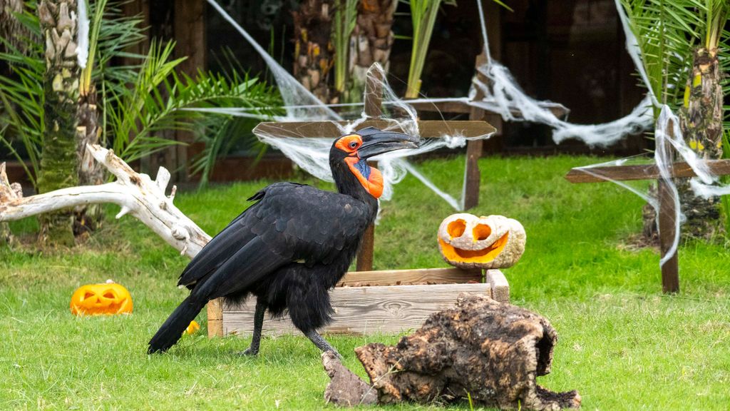 Los animales de BIOPARC Valencia disfrutan de Halloween