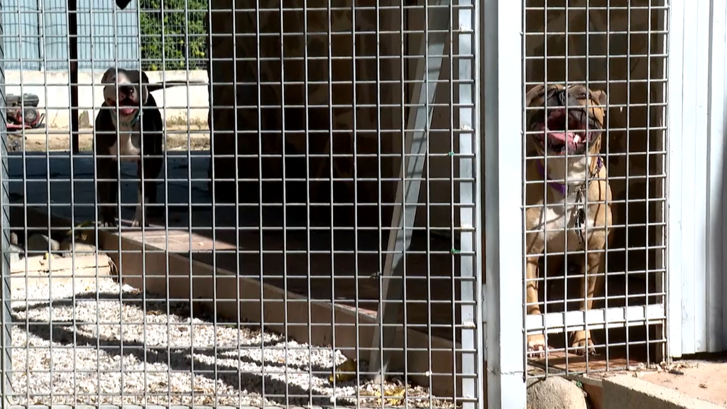 Los vecinos de la anciana de Murcia intentaron salvarla pero los perros "se volvían a tirar" hacia ella