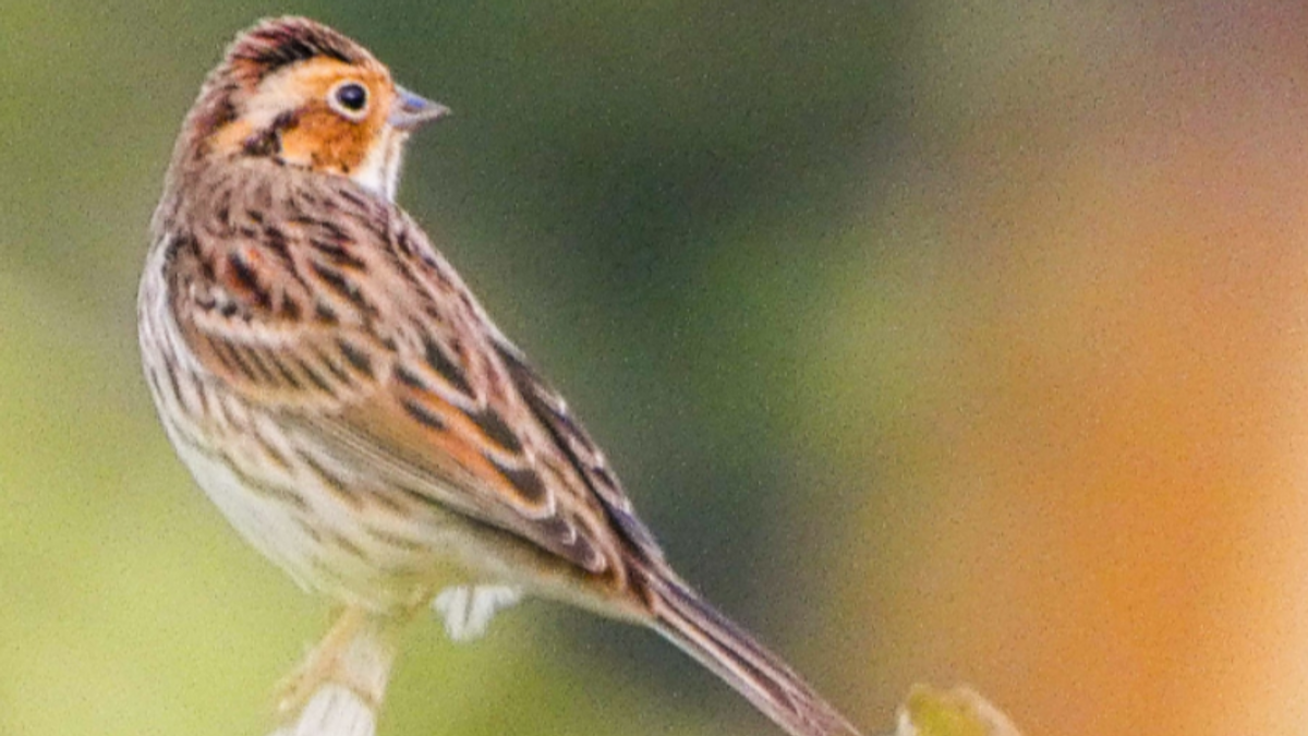 Pájaro encontrado en Bigues i Riells del Fai, Barcelona Pájaro encontrado en Bigues i Riells del Fai, Barcelona