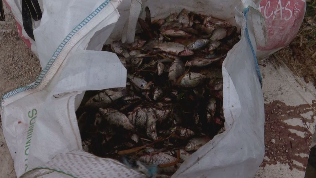 Recogen miles de peces muertos en el río Serpis tras la extinción de un incendio en una fábrica de productos químicos en Potries