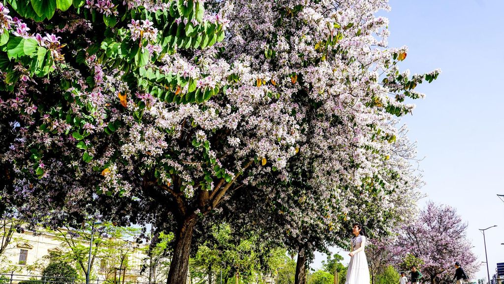 Archivo - Arbol con flores