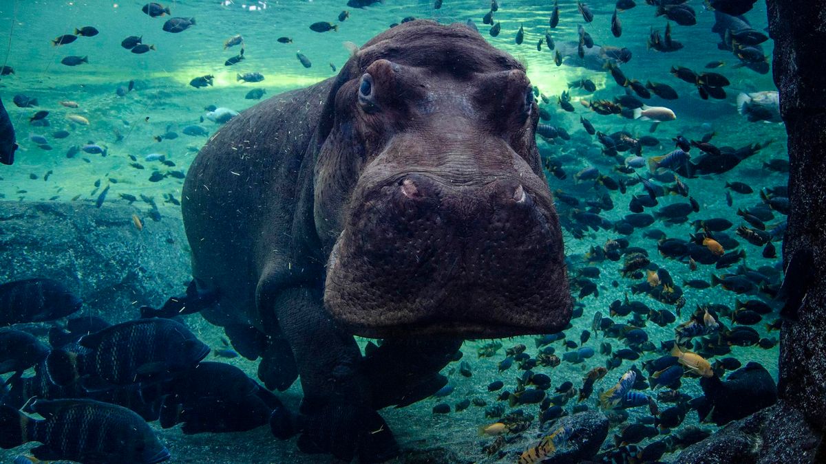 Archivo - Muere Raff, el emblemático hipopótamo de València