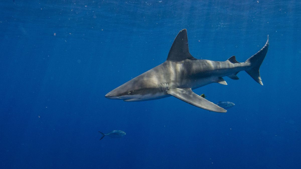 Desaparece un surfista en la costa de Australia Meridional tras el brutal ataque de un tiburón