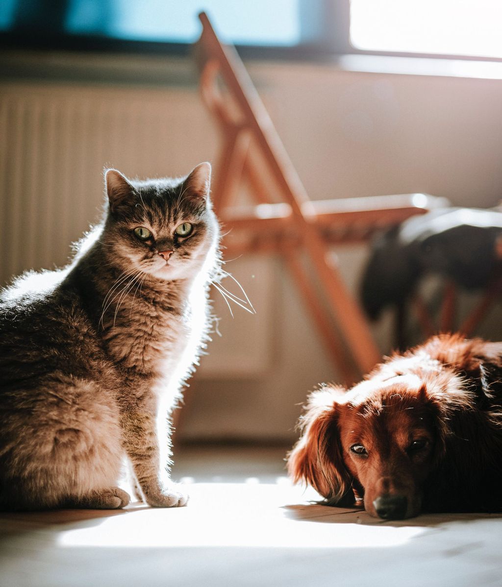 Cómo tener limpia una casa con mascotas. FUENTE: Pexels