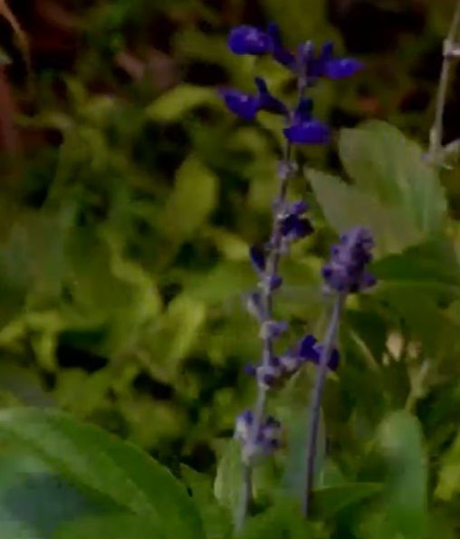 Flor azul