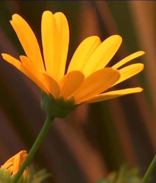 flor naranja