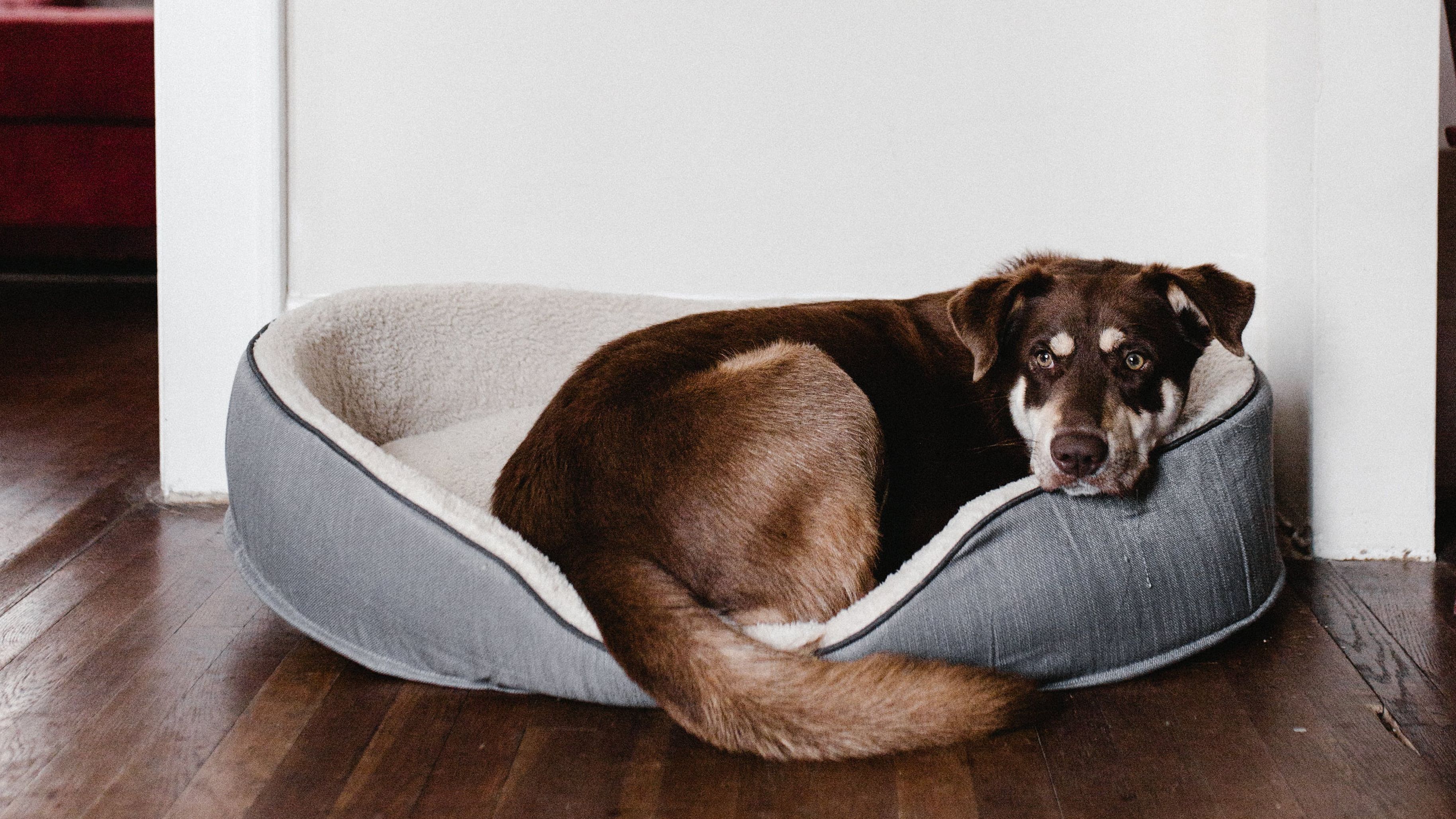 Lava la cama de tu mascota. FUENTE: Pexels