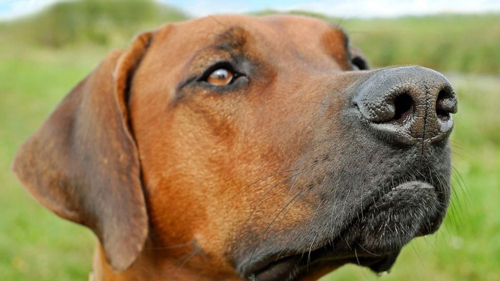 El seguro de responsabilidad civil de las mascotas