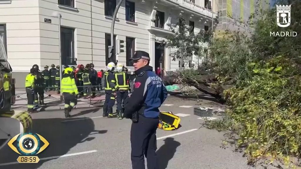 El árbol caído en el centro de Madrid pasó la última revisión de mayo