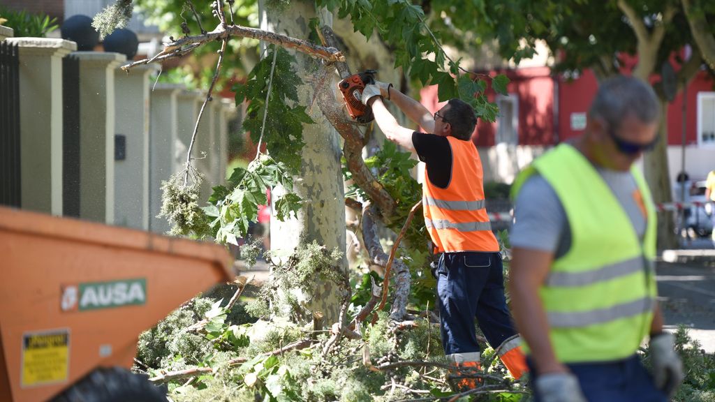 Las podas, mejor antes que después del temporal. Son indispensables para la seguridad de los peatones.