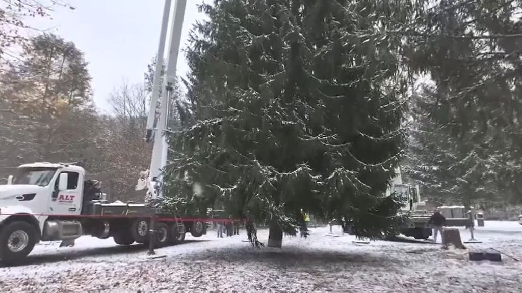 Así es el árbol que esta Navidad lucirá en el Capitolio: un abeto de 20 metros