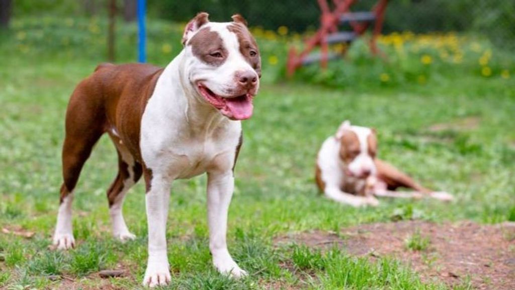 como se llama un perro agresivo