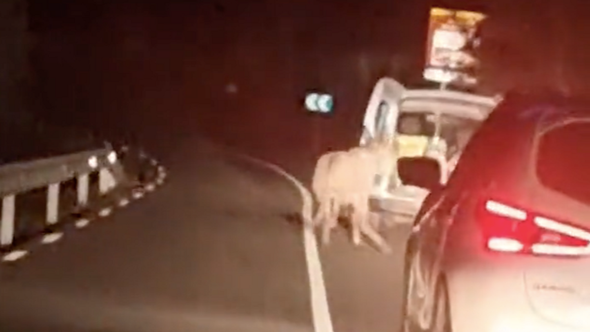 El burro atado al vehículo en la carretera