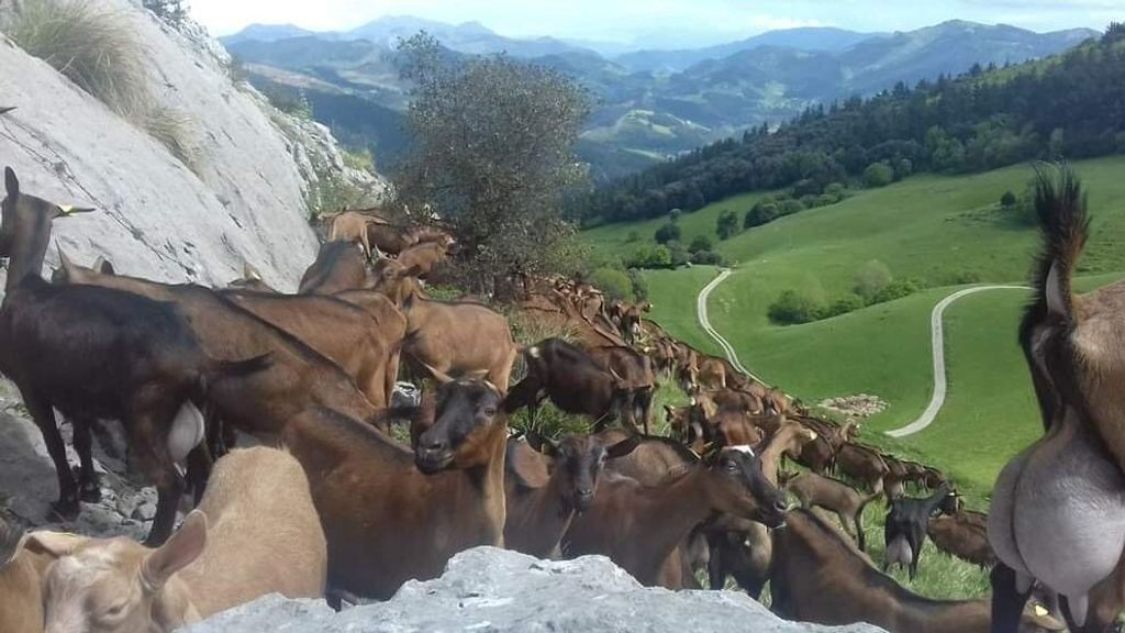 Las cabras de los Muniozguren