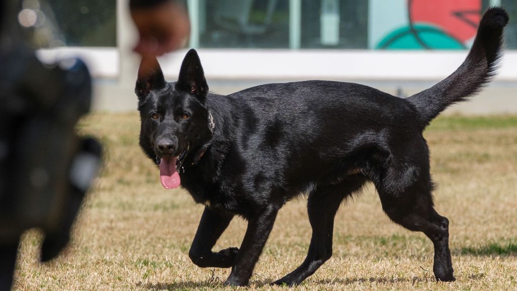 Perro policía en Barcelona