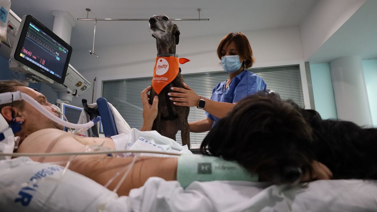 Perros terapéuticos en la UCI del Hospital del Mar en Barcelona