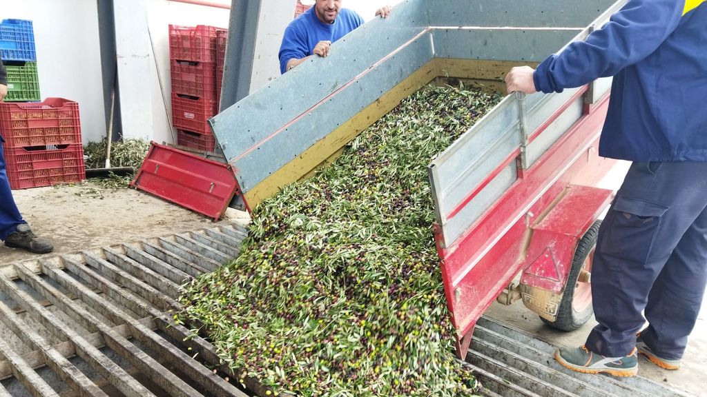 Descargando aceitunas en la almazara