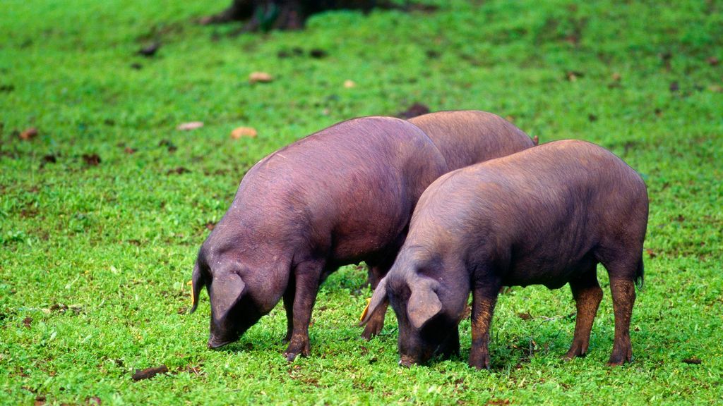 El cerdo ibérico, marca España