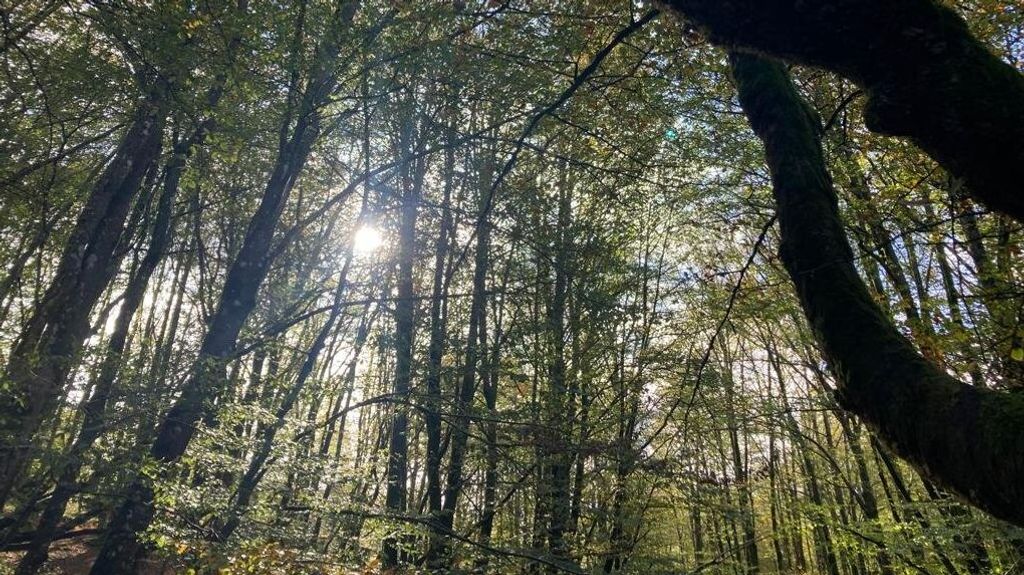 Las ramas se entretejen alzándose al cielo