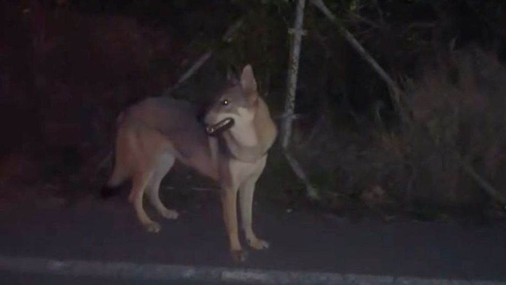 Perro lobo perdido en Barcelona