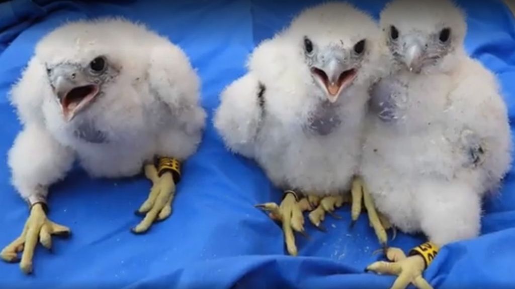 Nacen tres crías de halcón peregrino en un nido en el Hospital 12 de Octubre de Madrid