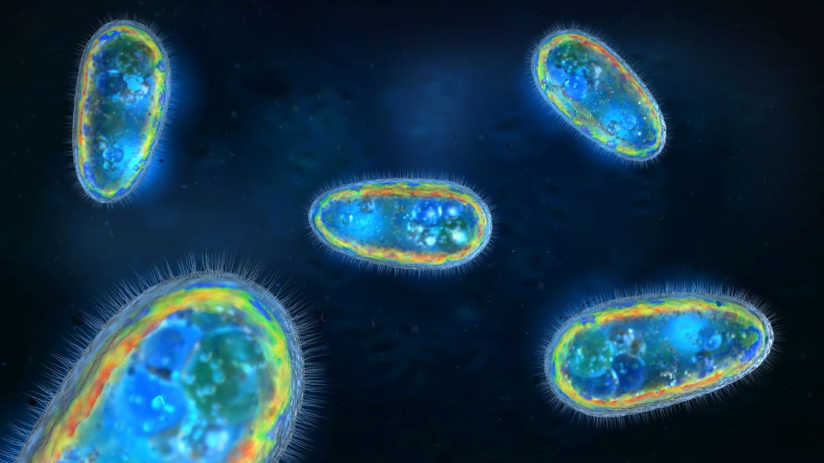 Qué es el cryptosporidium, el parásito que está provocando casos de gastroenteritis en toda Europa