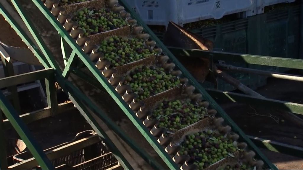 Las almazaras valencianas no paran de producir aceite para particulares: "El que tiene un olivo en el chalé viene con sus aceitunas"