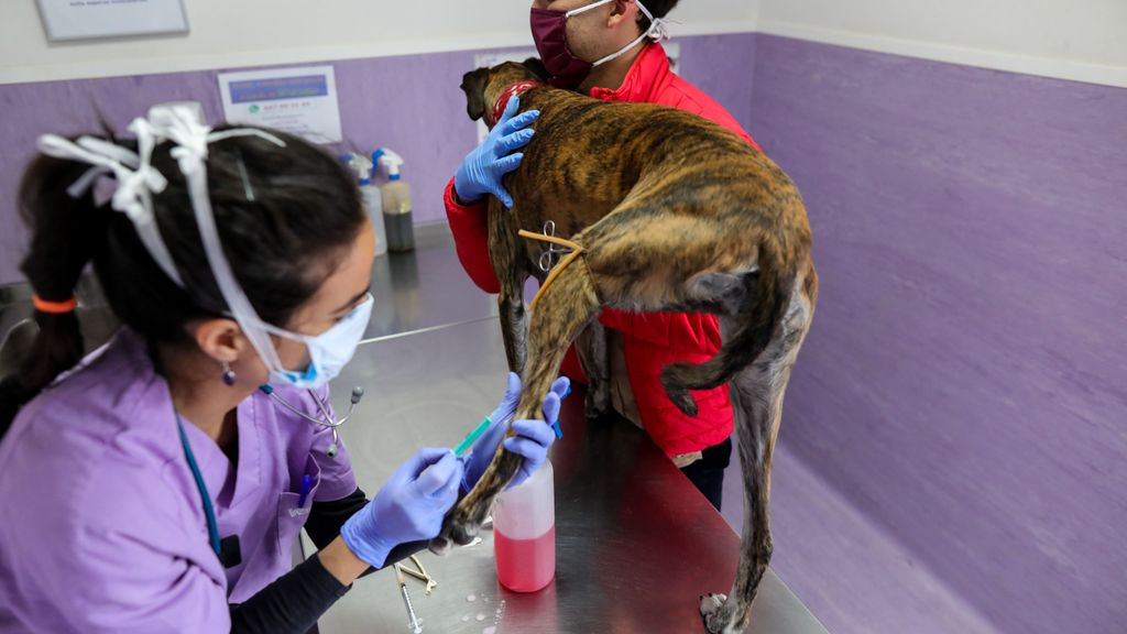 Veterinaria atiende a un perro