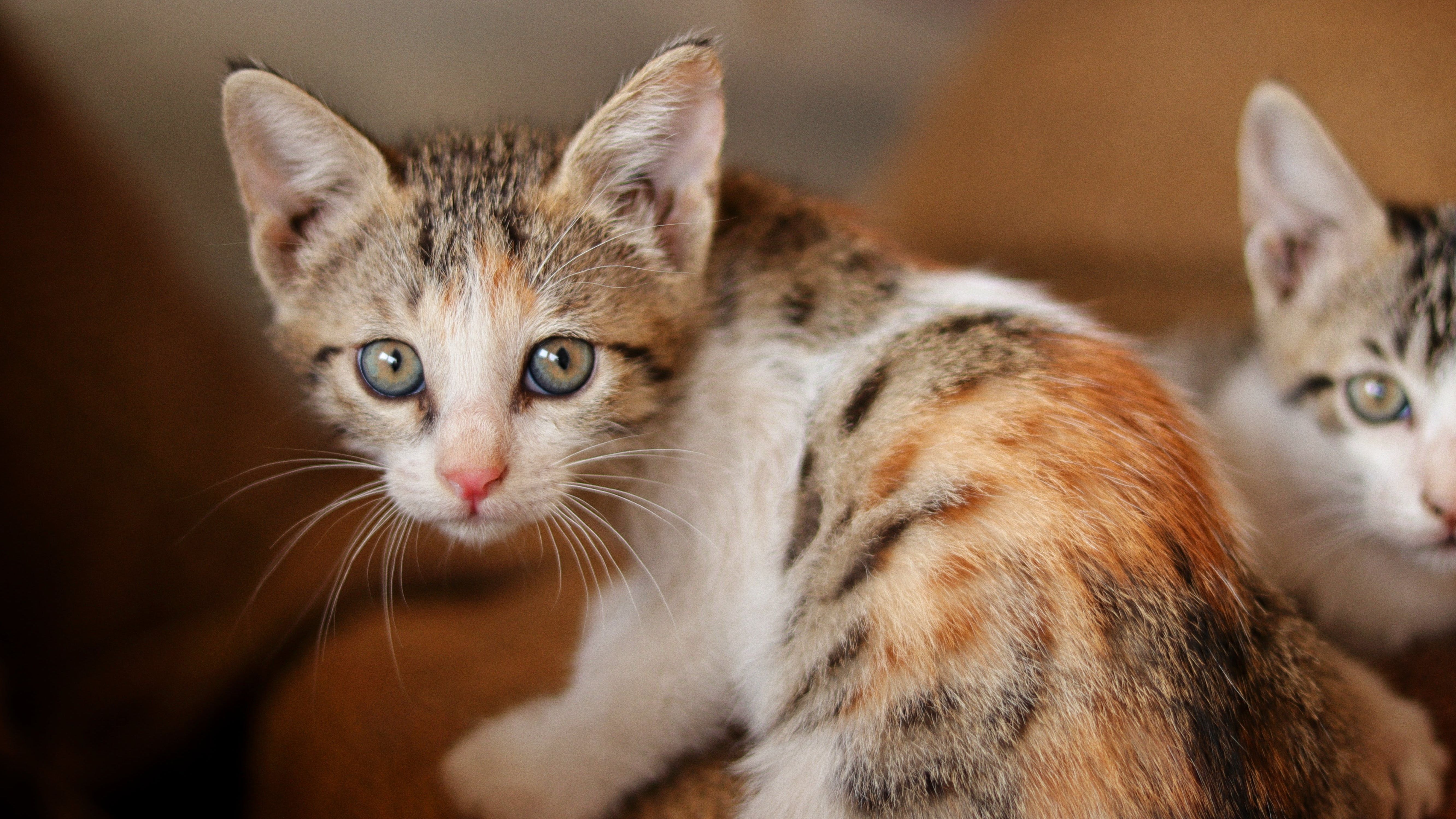 Cómo cuidar a un gatito. FUENTE: Pexels