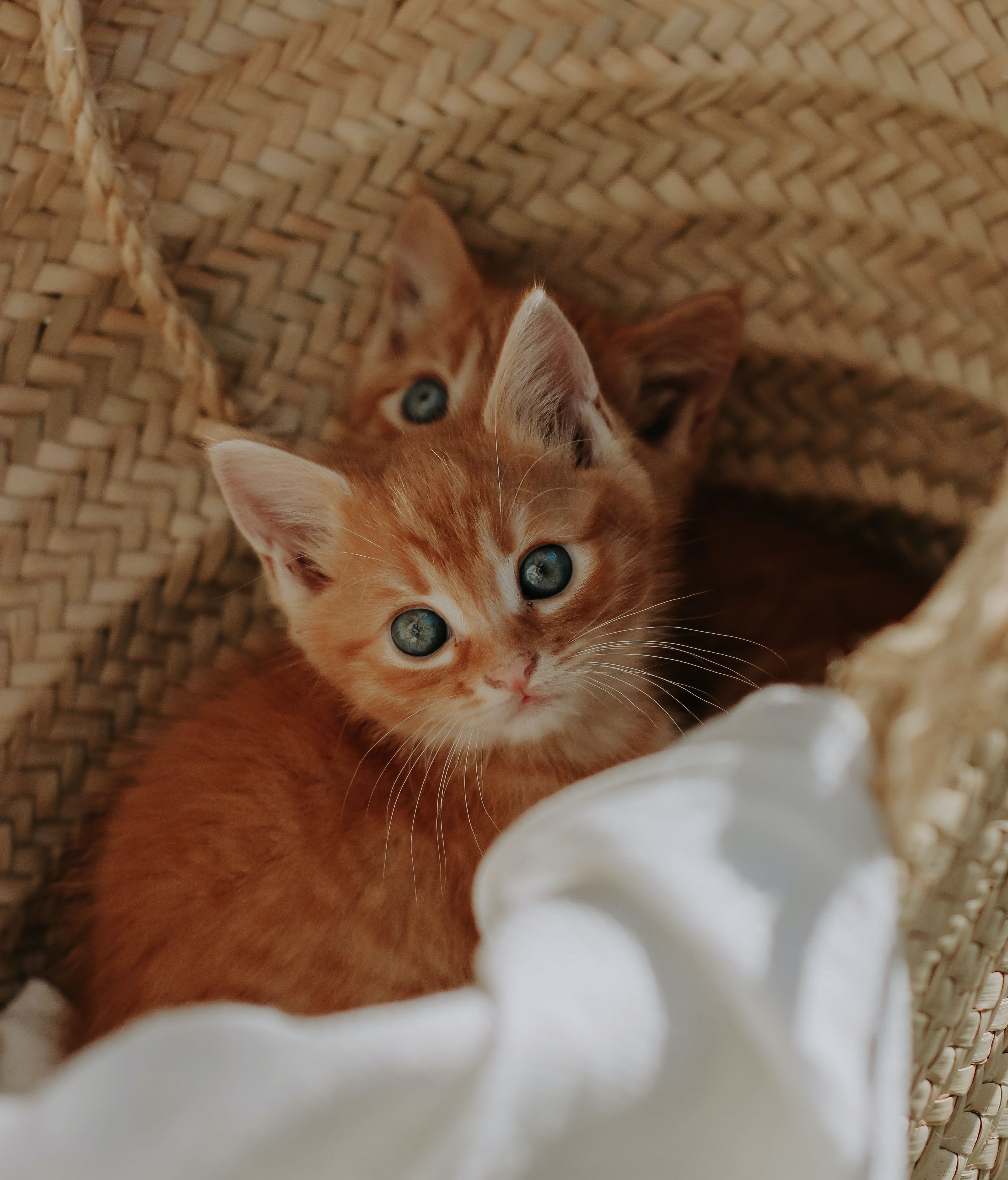Cómo cuidar a un gatito. FUENTE: Pexels