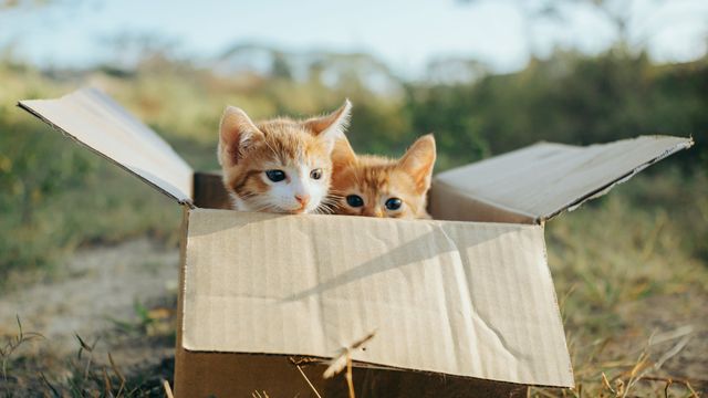 Cómo cuidar a un gato recién nacido sin su madre - Divinity