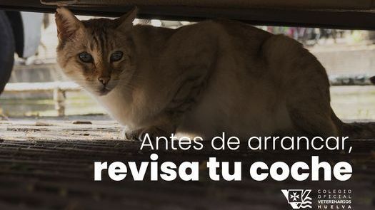 Investigan las trampas para gatos que han causado graves heridas a varios  animales en un pueblo de Girona, Actualidad