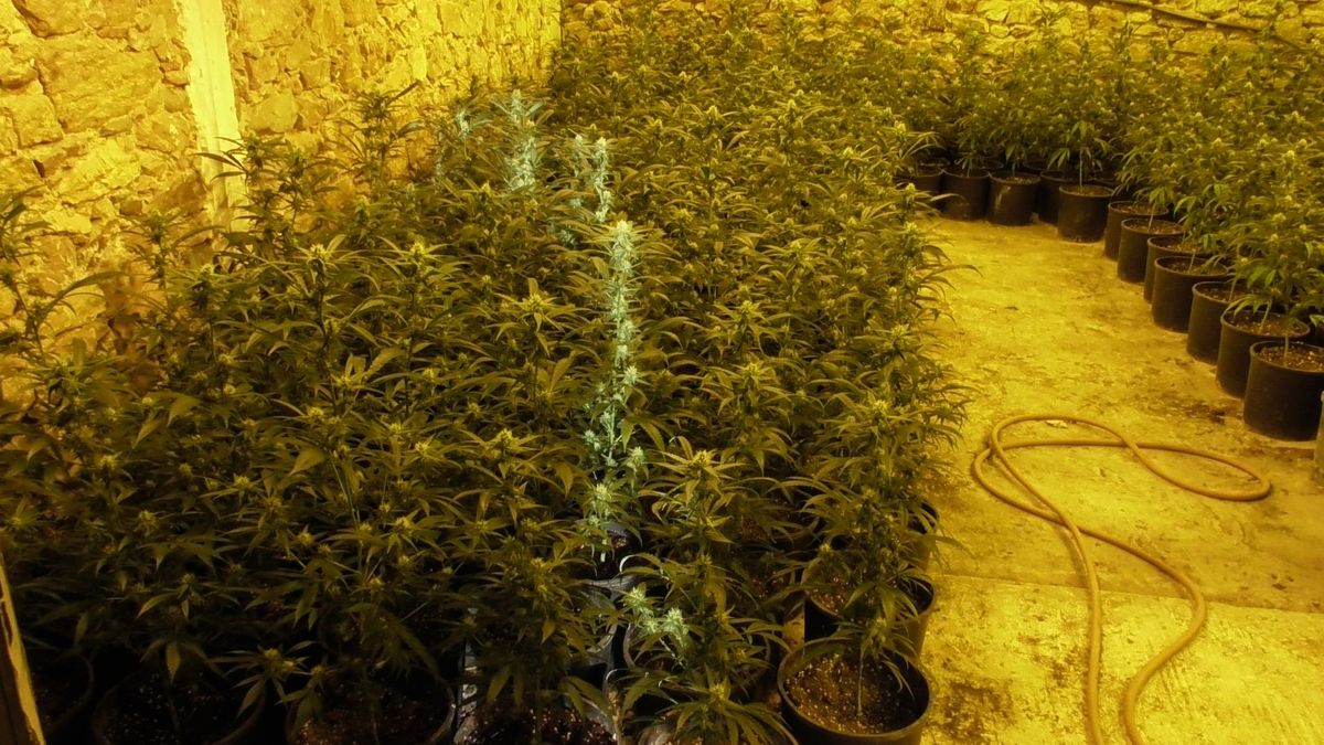 Plantación de marihuana del detenido