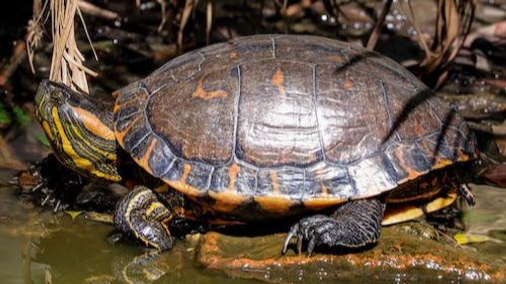 Las Tortugas de Florida no pueden permanecer libres en el ecosistema debido a su capacidad depredadora