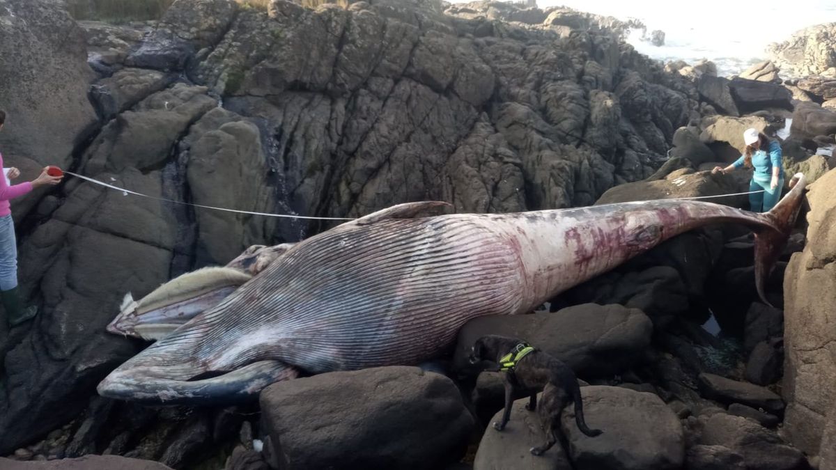 El cuerpo del cetáceo está ya bastante descompuesto y está varado en una zona de difícil acceso