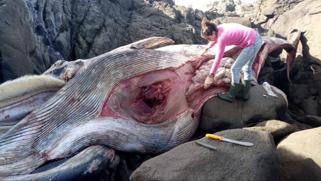 Una bióloga de la CEMMA recoge muestras del cuerpo de la ballena varada en Oia