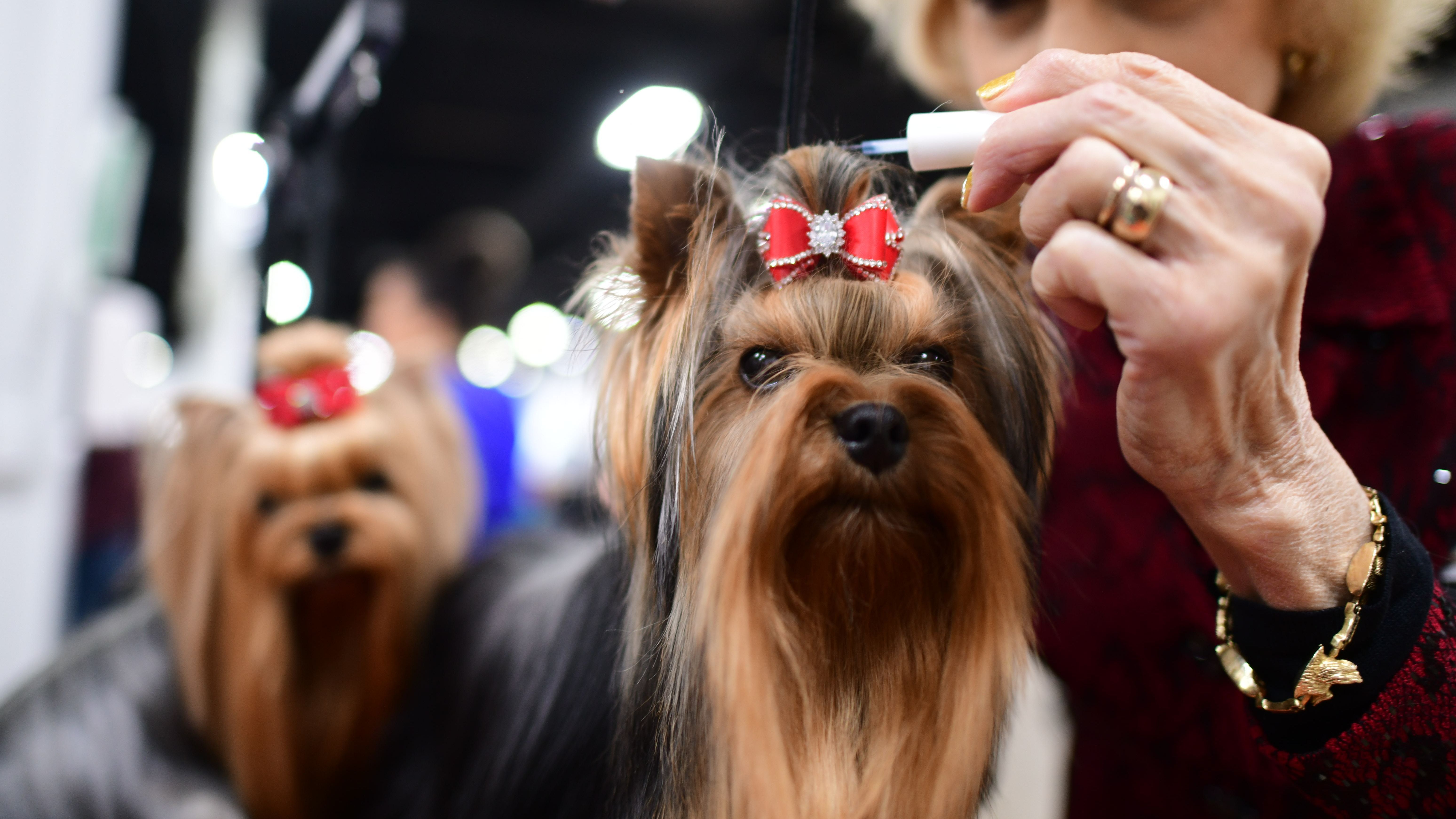 2.000 perros pelean por demostrar que son ''el mejor de su raza"
