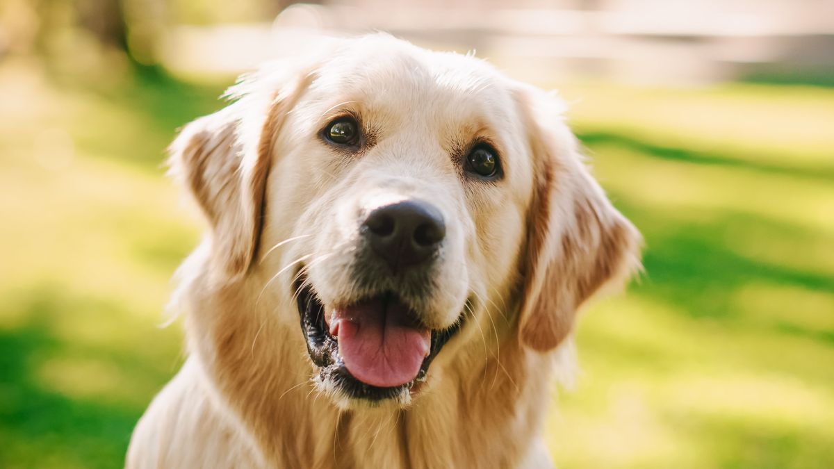La extraña enfermedad que afecta a numerosos perros en EEUU: el pequeño Ike pudo sobrevivir