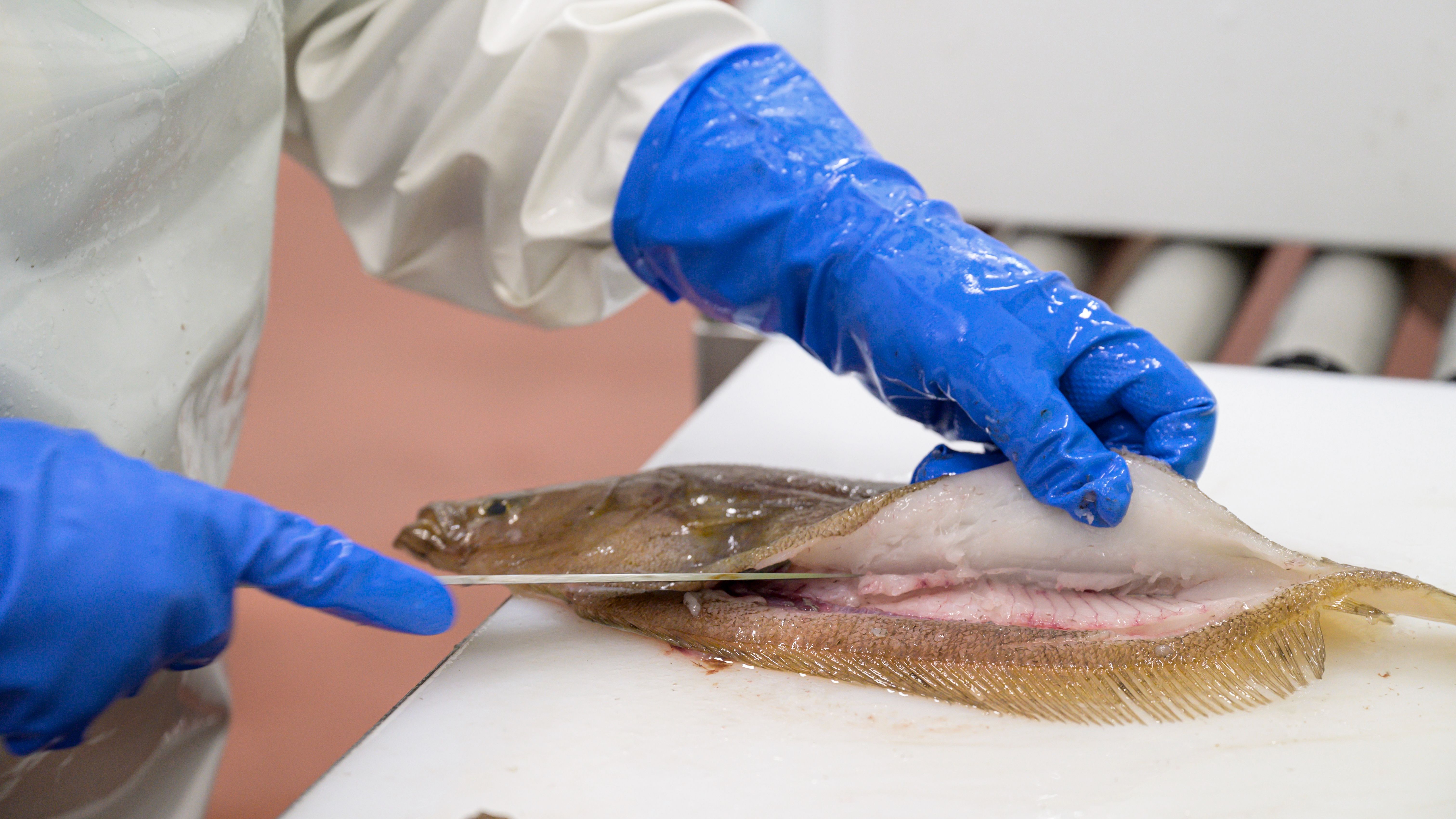 Una persona limpia un gallo