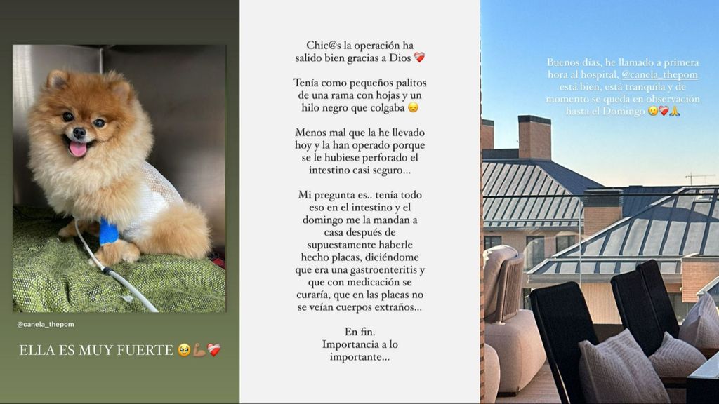 Violeta Mangriñán ha actualizado el estado de salud de su perra tras la intervención