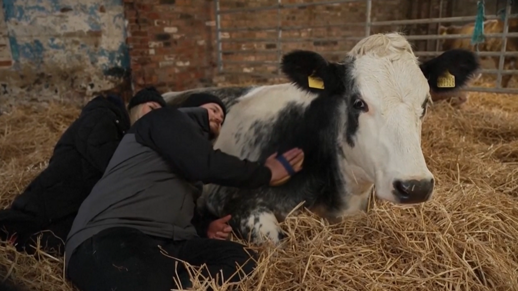 Abrazar vacas, la propuesta viral de una granja de Reino Unido para combatir el estrés