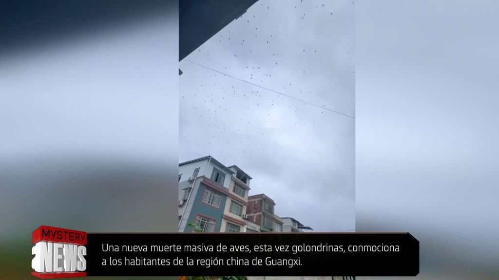 El vídeo de las golondrinas en China