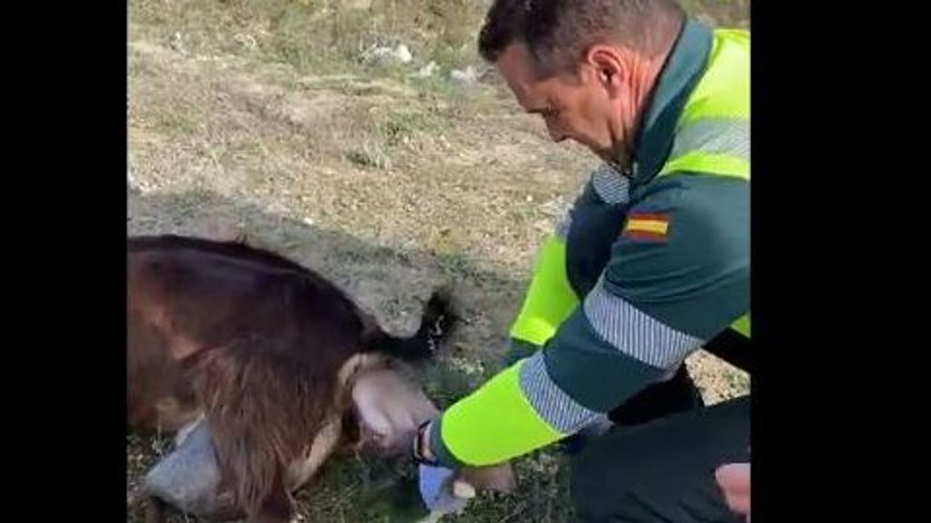 Agentes de la Guardia Civil ayudan a una cabra a parir en una carretera de Valladolid