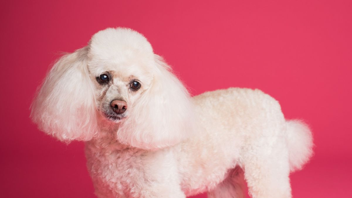 Cómo cortarle el pelo a un caniche (2)