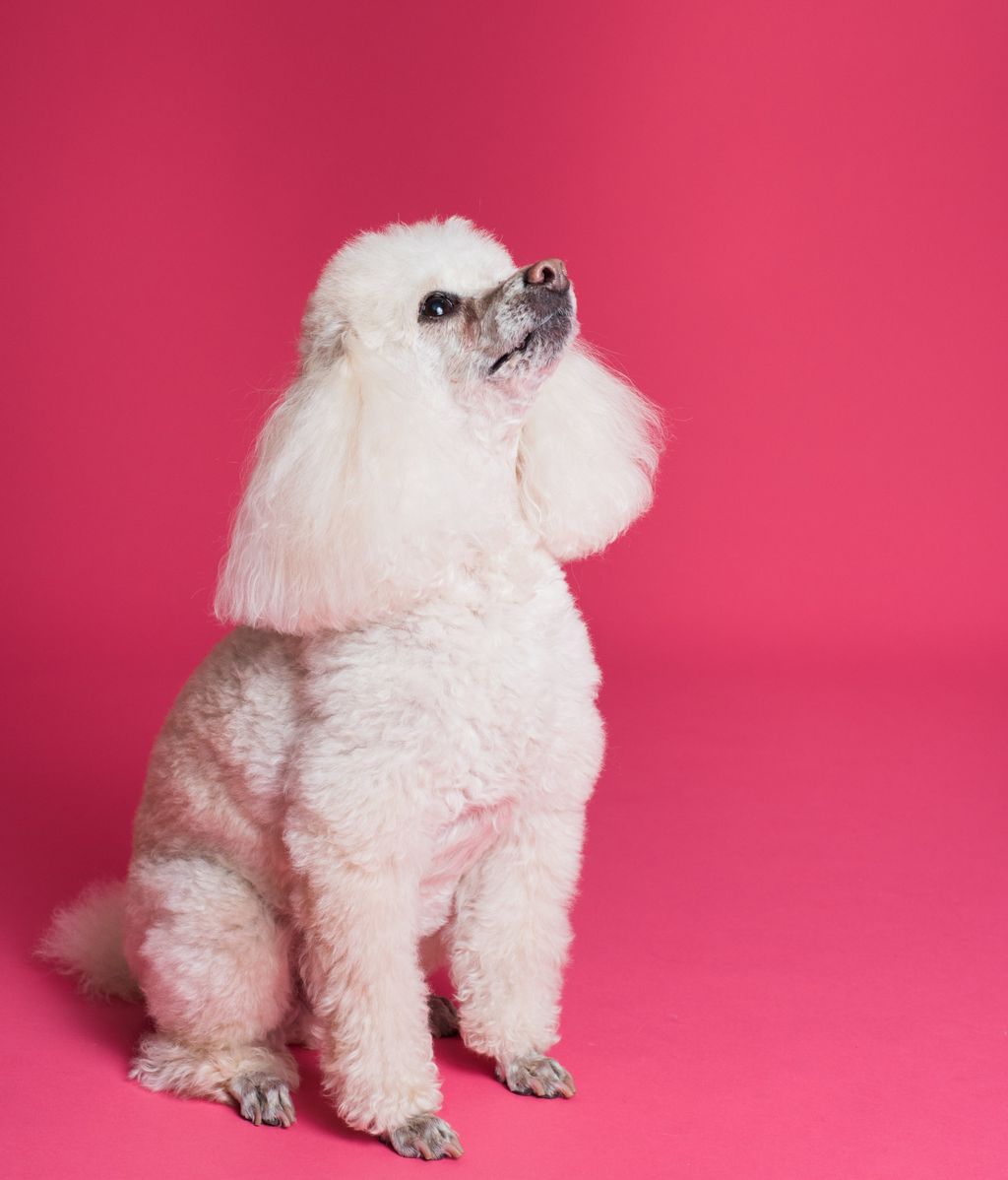 Cómo cortarle el pelo a un caniche