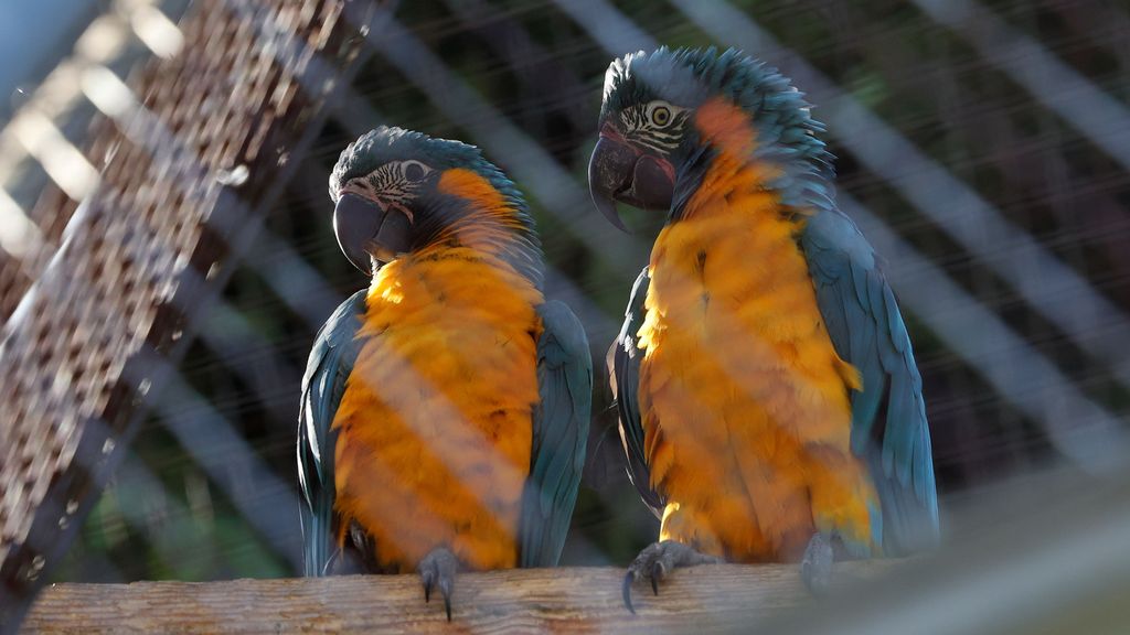 Crías de guacamayo barba azul