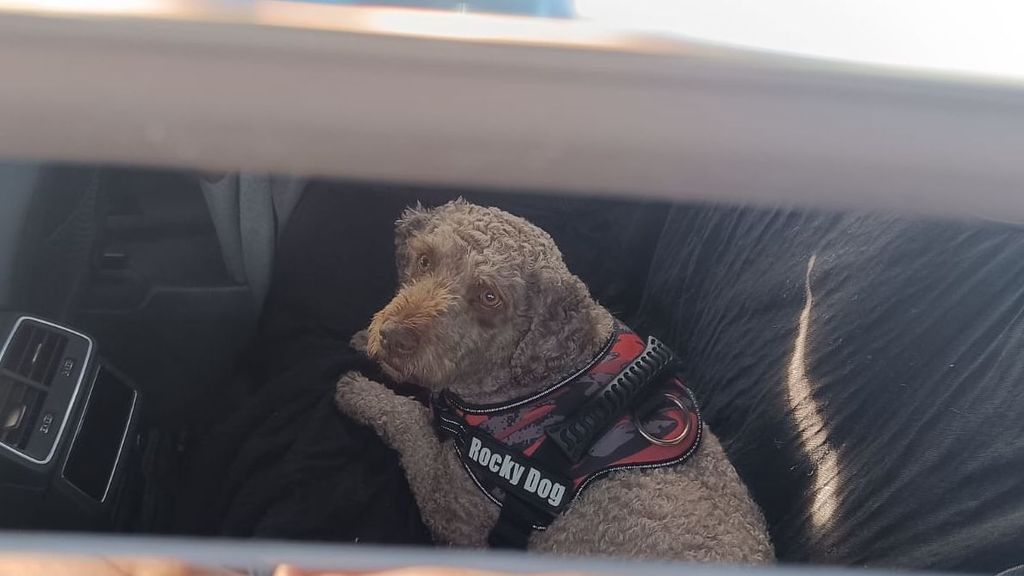 El perro encerrado en el interior del coche