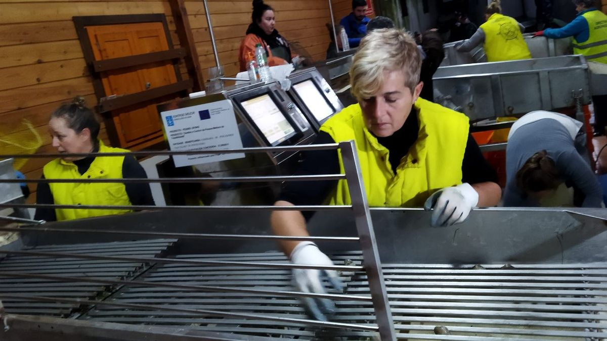 Las mariscadoras son optimistas en cuanto a cantidad de almeja pero el tamaño no es extraordinario