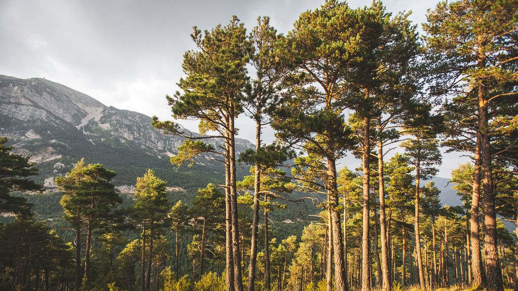 Los pinos, un patrimonio de la península ibérica que requiere una administración responsable de los rercursos.